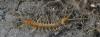 Eupolybothrus sp.